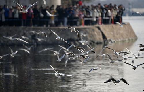 天津海鸥爆料视频,一场惊心动魄的幕后故事 第1张 天津海鸥爆料视频,一场惊心动魄的幕后故事 第1张