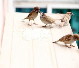 在线观看麻雀,揭秘网络影视的崛起与魅力